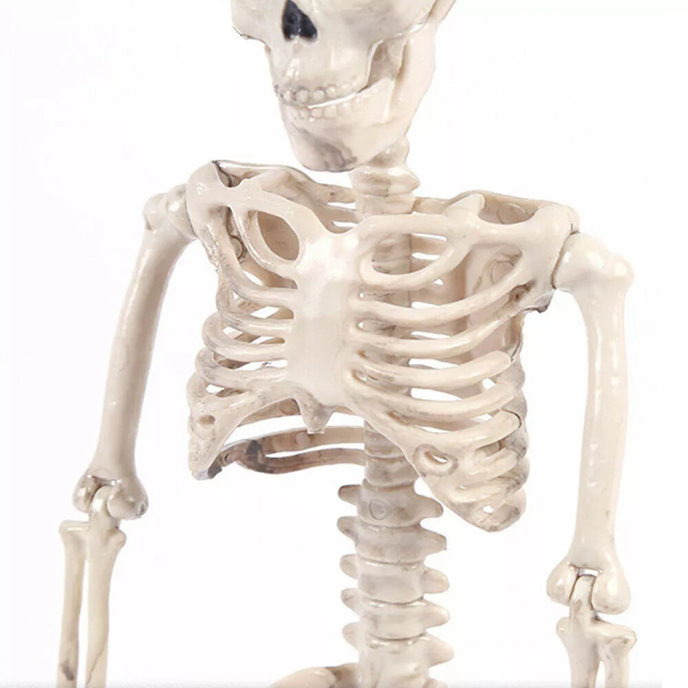 Poseable Skeleton - Creepy Halloween Decor