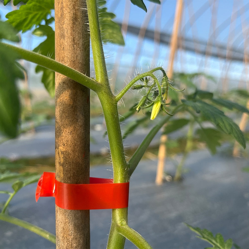 TieUp™️ - Kit for tying plants